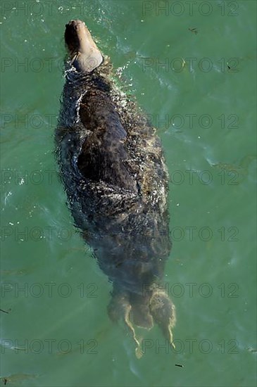 Grey Seal