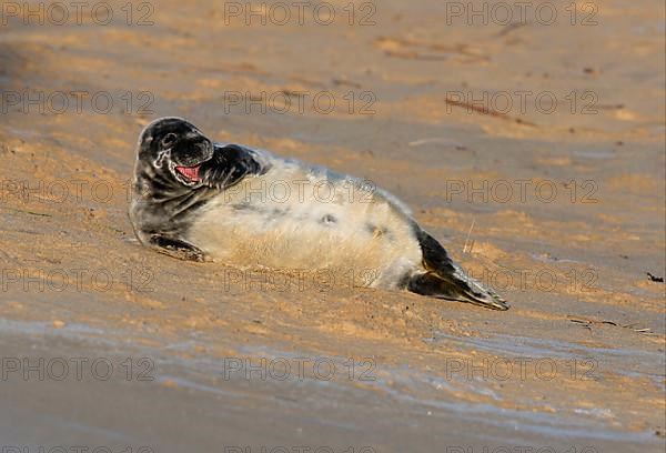 Grey seal