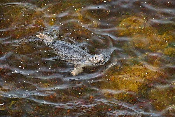 Grey seal