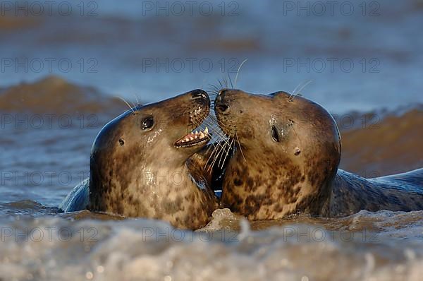 Grey Seal