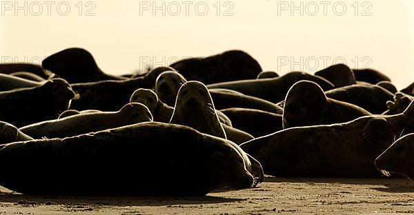 Grey Seal