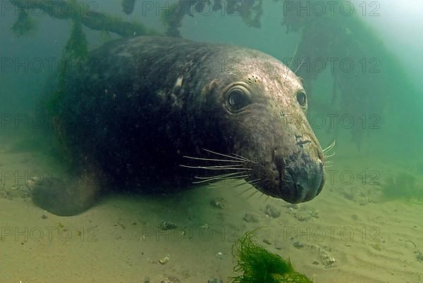 Grey seal