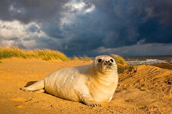 Grey Seal