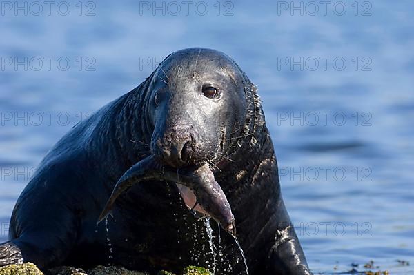 Grey seal