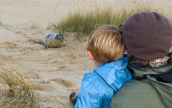 Grey seal