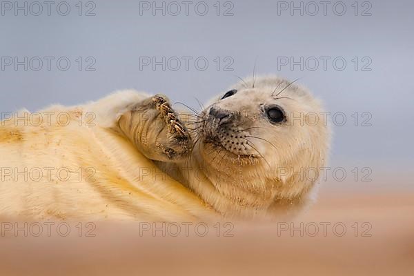 Grey seal