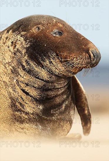 Grey Seal