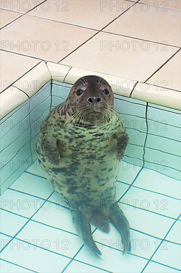 Grey seal