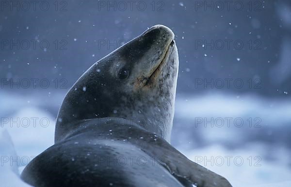 Leopard seal