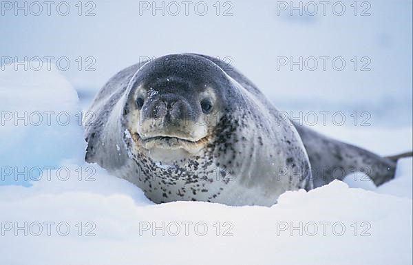 Leopard seal