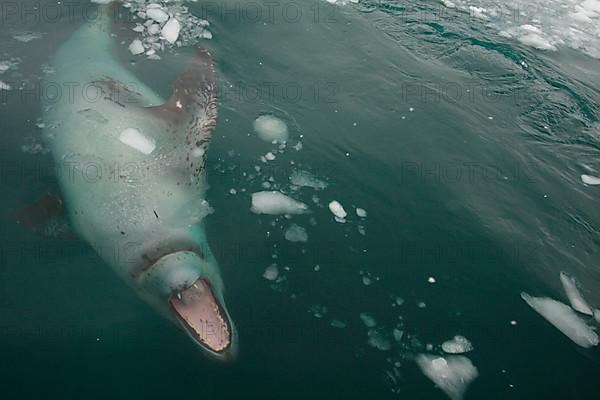 Leopard Seal