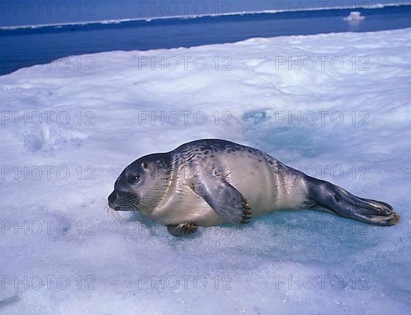 Ringed seal