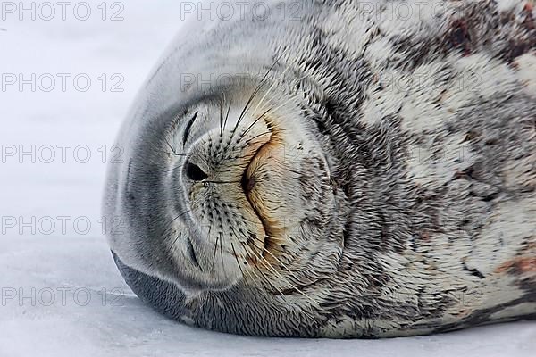 Weddell seal