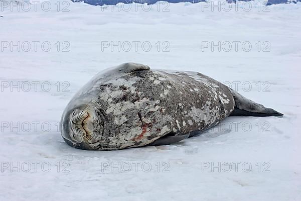 Weddell seal