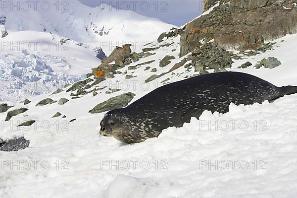 Weddell seal