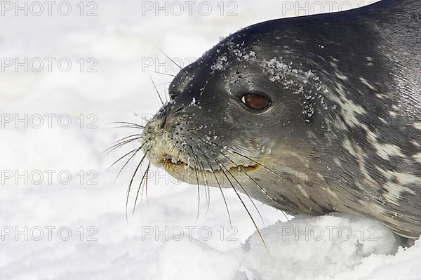 Weddell seal