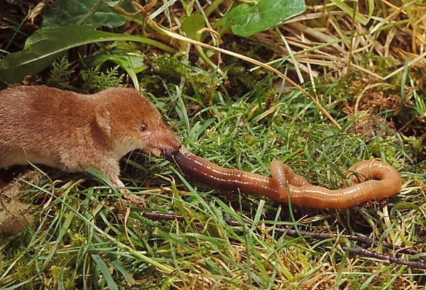 Common shrew