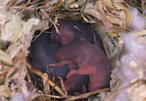 Common shrew