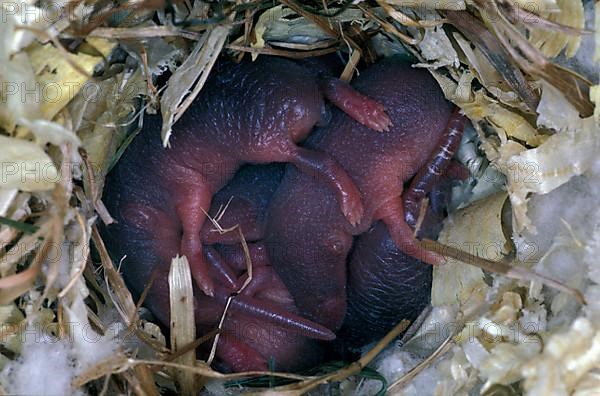 Common shrew