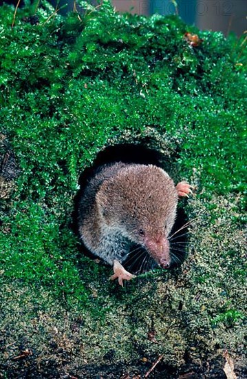 Common shrew