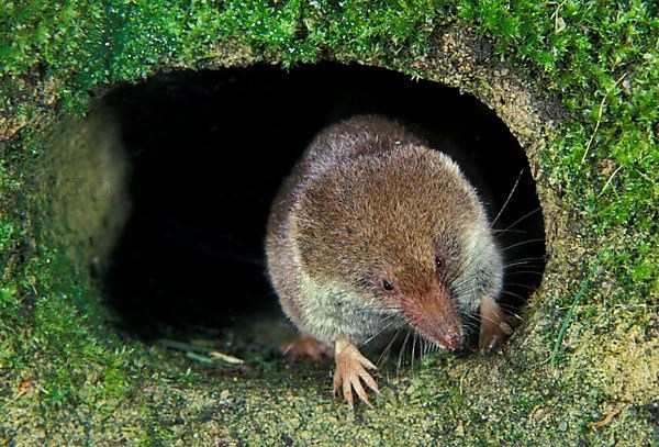 Common shrew