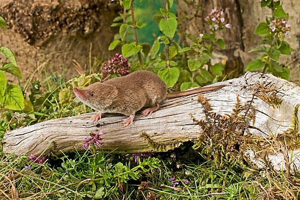 Common shrew