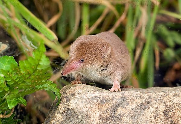 Common shrew