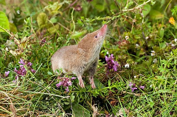 Common shrew