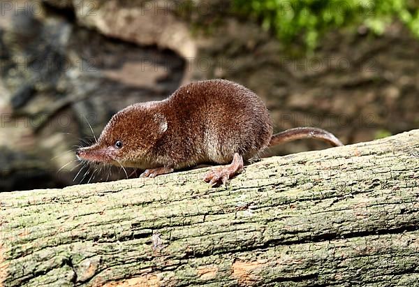 Common Shrew