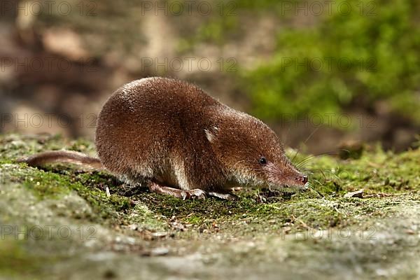 Common Shrew