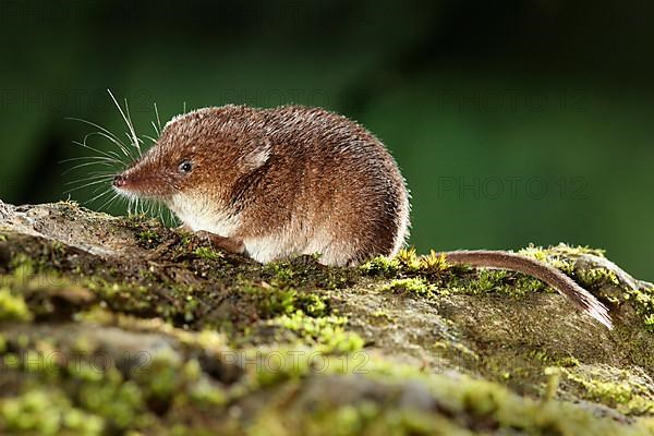 Common Shrew