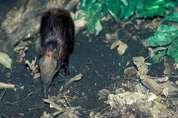 Checkered elephant shrew