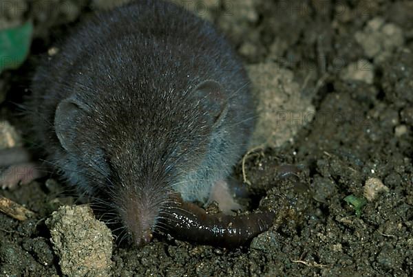 Greater white-toothed shrew