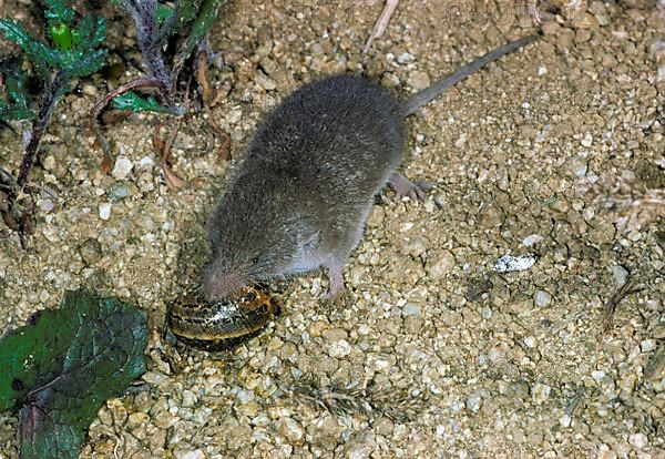 Greater white-toothed shrew