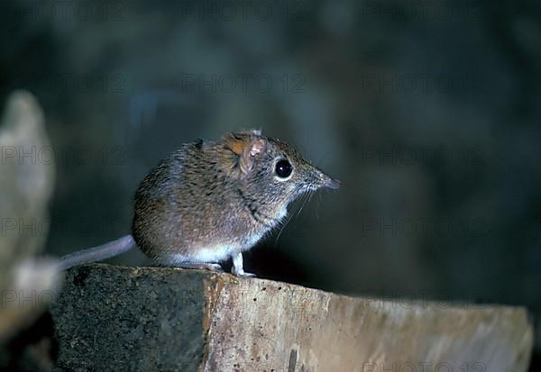 Elephant shrew