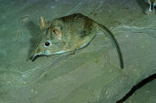 North African Elephant-shrew