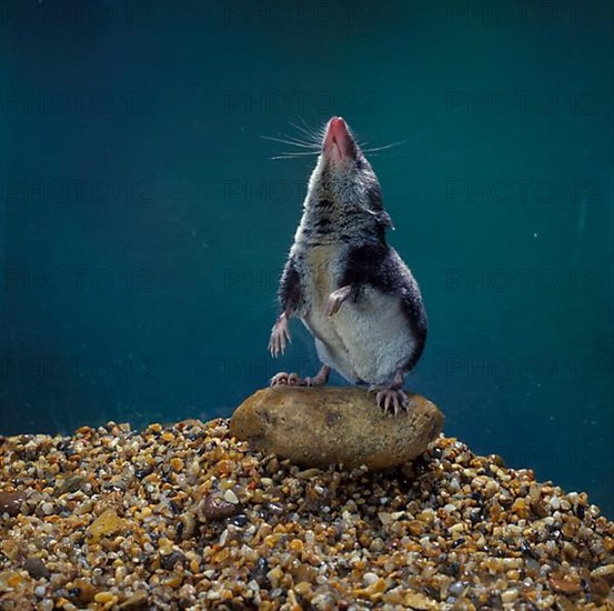 Eurasian water shrew