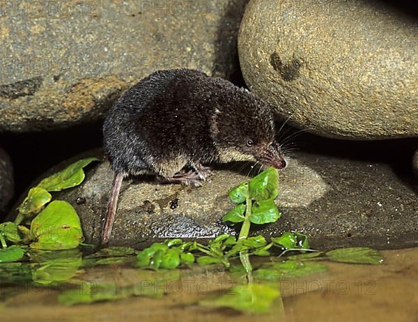 Eurasian water shrew