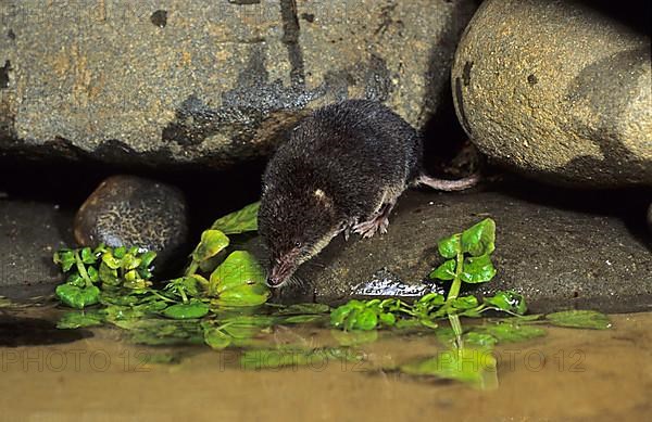 Eurasian water shrew