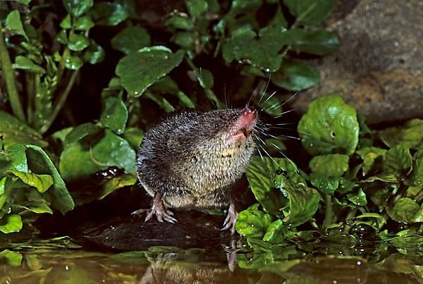 Eurasian water shrew