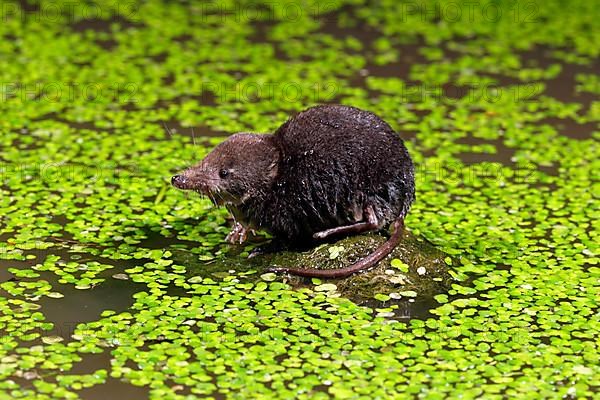 Eurasian Water Shrew