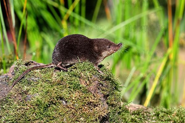 Eurasian Water Shrew