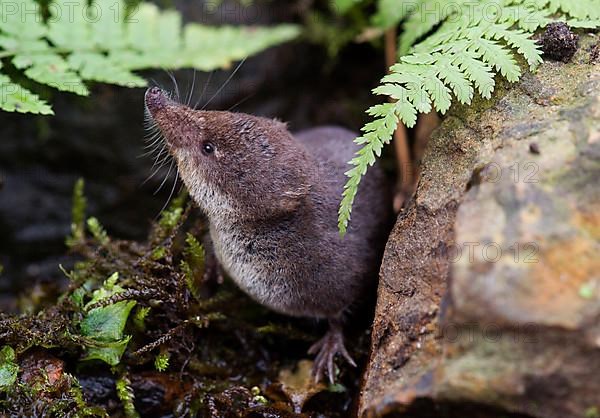 Eurasian Water Shrew