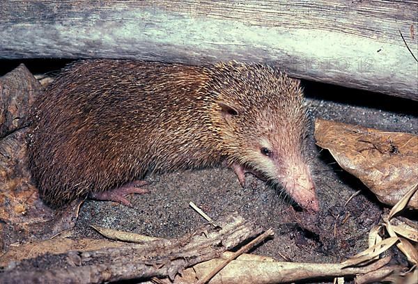 Tenrec