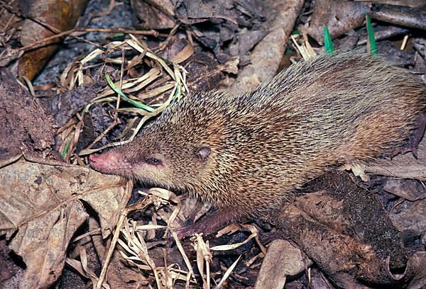 Tailless tenrec