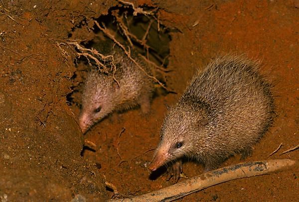 Tailless tailless tenrec