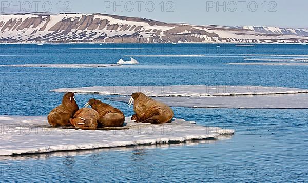 Atlantic Walrus