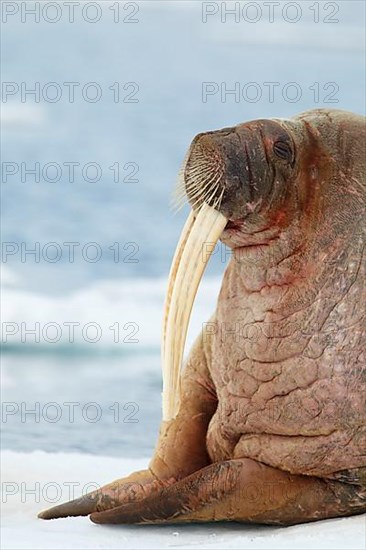 Atlantic walrus