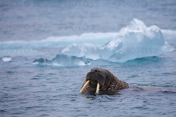 Atlantic walrus