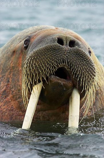 Atlantic walrus